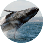 Observação das Baleias Jubarte